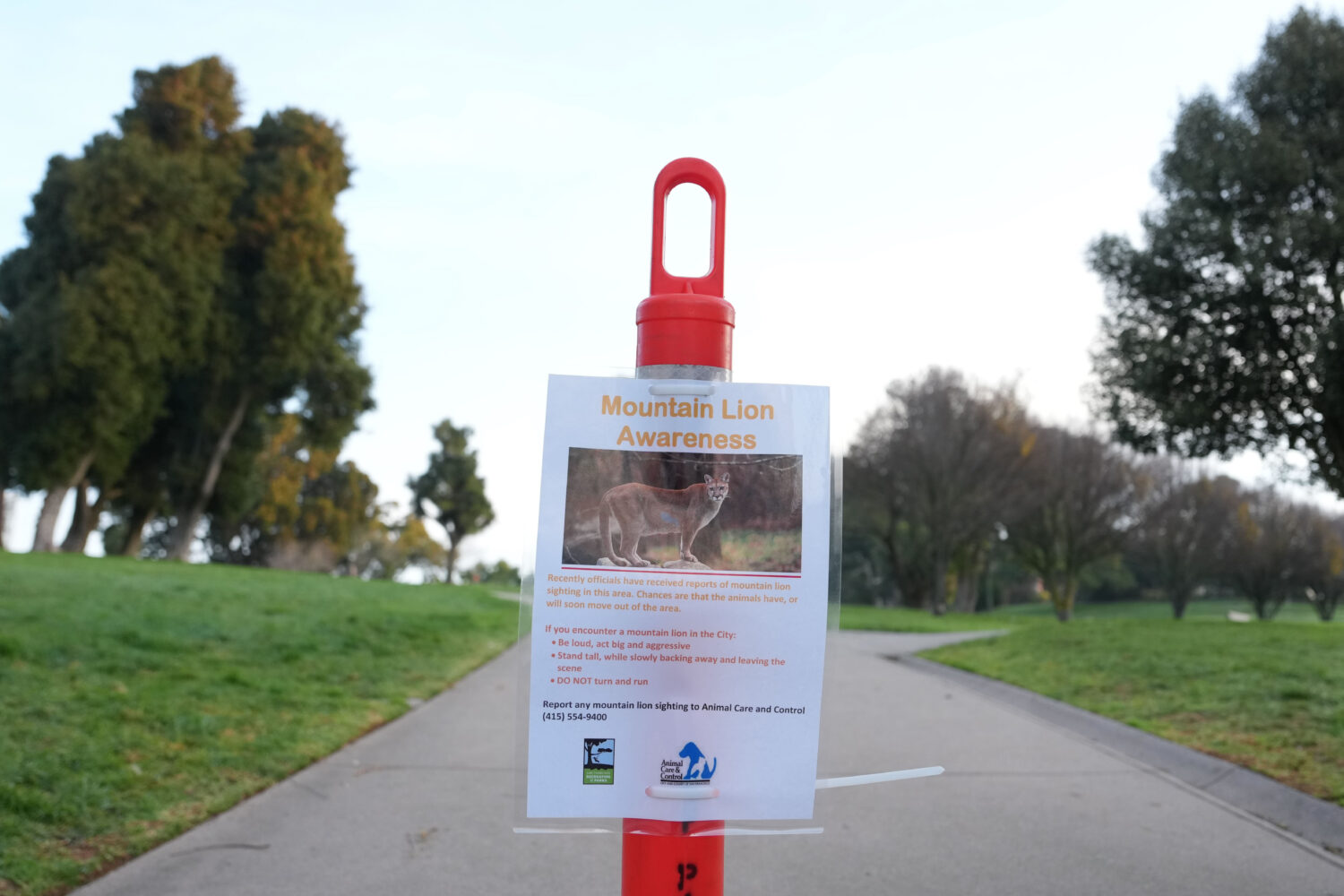 A sign warns of mountain lions in a neighborhood on Tuesday, Jan. 27, 2026, in San Francisco. (AP P...