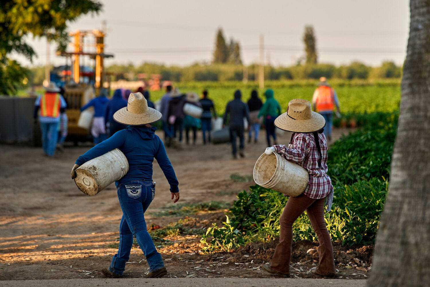 FILE - Migrant farmworkers head to pick crops on an early morning in Fresno, Calif., on July 18, 20...
