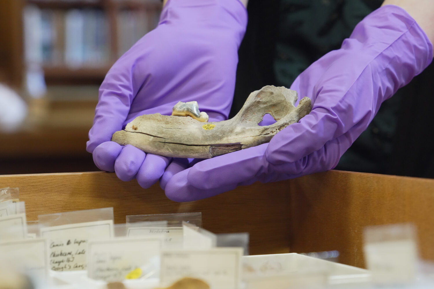 A researcher holds a 14,300 year-old dog jawbone found at Gough's Cave in the United Kingdom, on Tu...