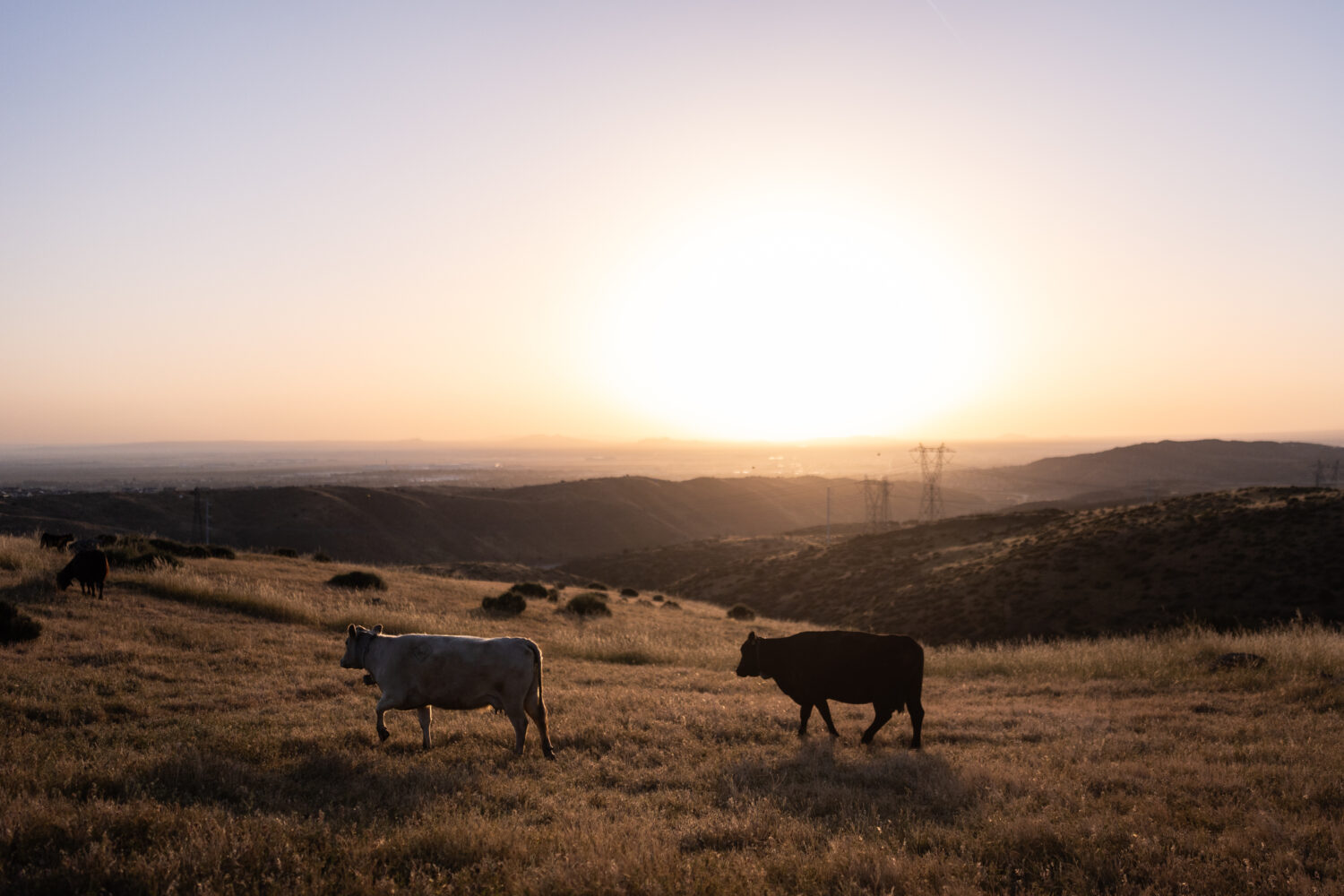 Cattle roam on a hillside at sunrise on the Diamond W Cattle Company ranch in Palmdale, Calif., Fri...