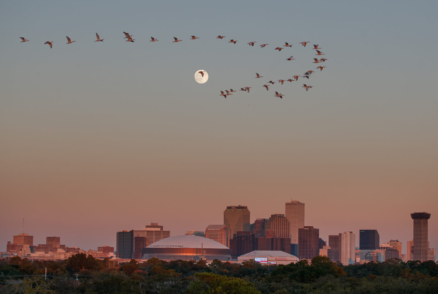 FILE - A flock of roseate spoonbills soars across the almost full moon above the New Orleans skylin...