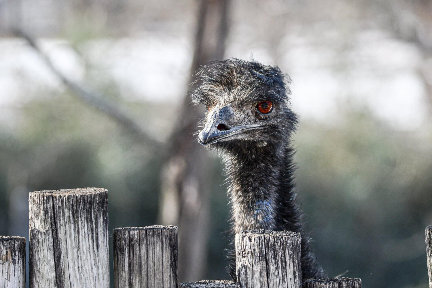 This undated photo provided by Dickerson Park Zoo on Wednesday, April 29, 2026, shows an emu named ...