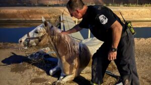 Mesa firefighters rescue horse that fell into canal during ride