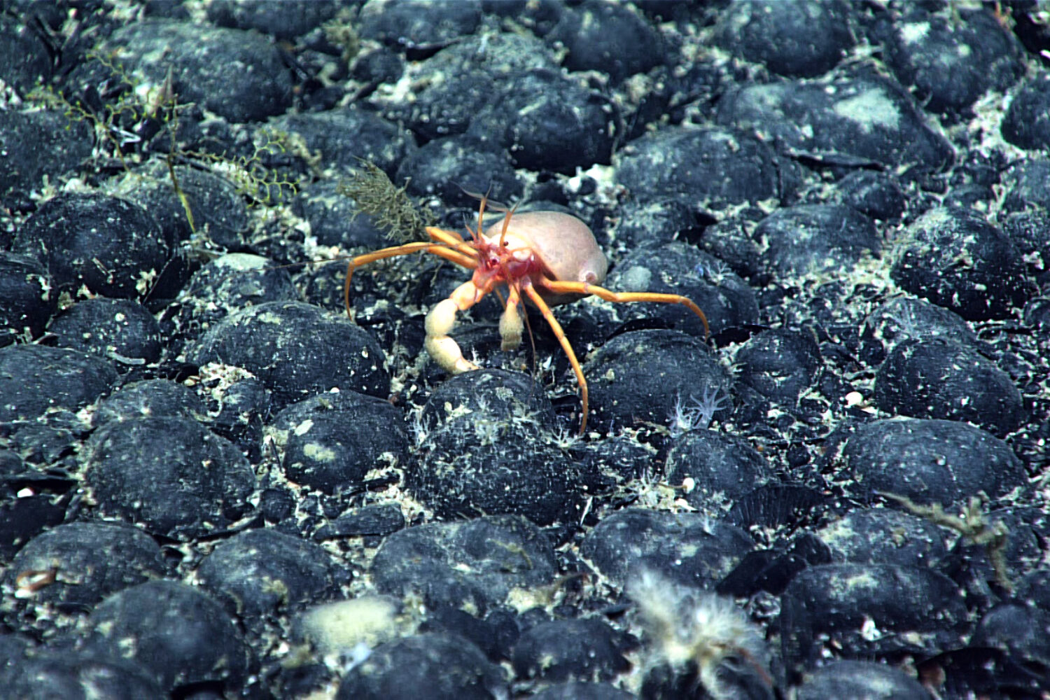 In this photo provided by NOAA, a Parapagurus sp. crab with a coral on its back walks across a fiel...