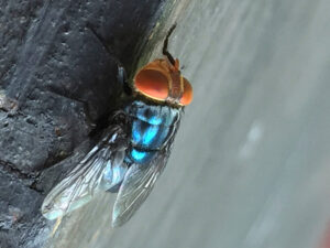 What to know about the New World screwworm fly and its reappearance in the US